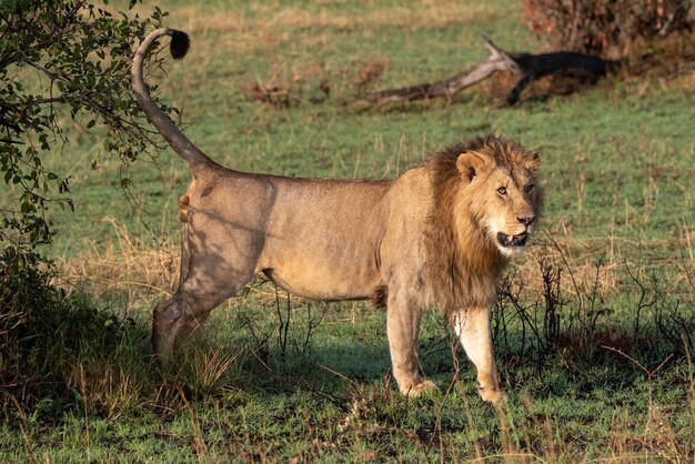 Male lion beside bush with tail up