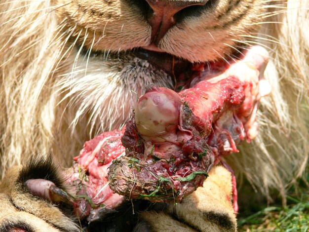 A male lion eating