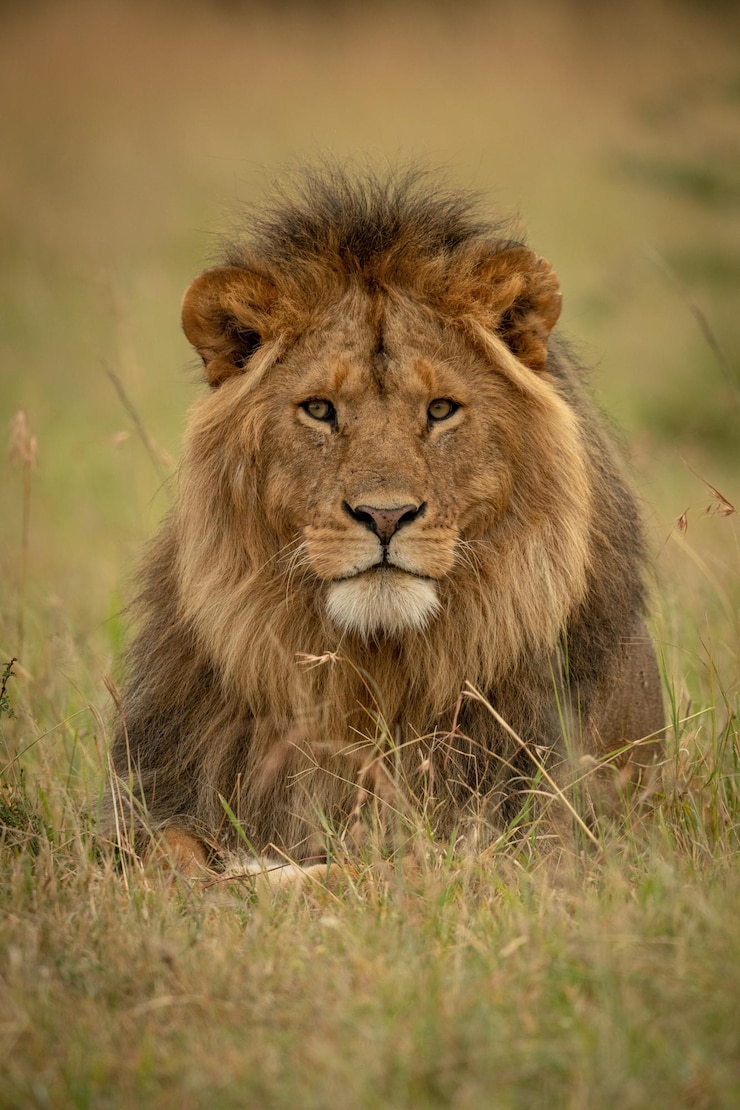 Photo male lion lies in grass facing camera