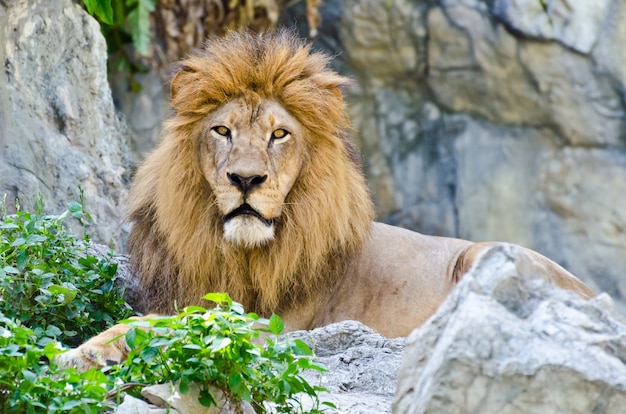 Photo male lion rest on rocky of mountain