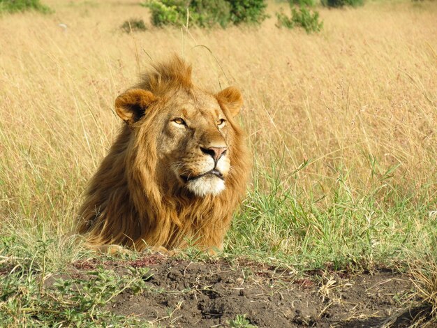 Male lion sitting in a field