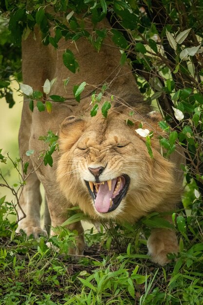 Foto il leone maschio ruggisce tra i cespugli frondosi