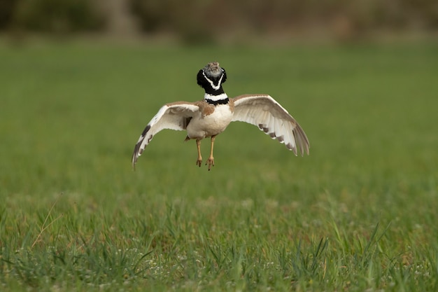 Male Little bustard jumping in the nature