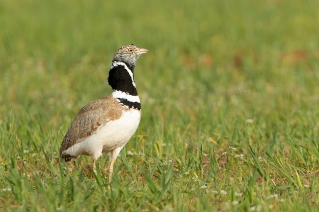 Male Little bustard performing the courtship of heat by puffing out the neck feathers and singing in its breeding territory at the first light of dawn