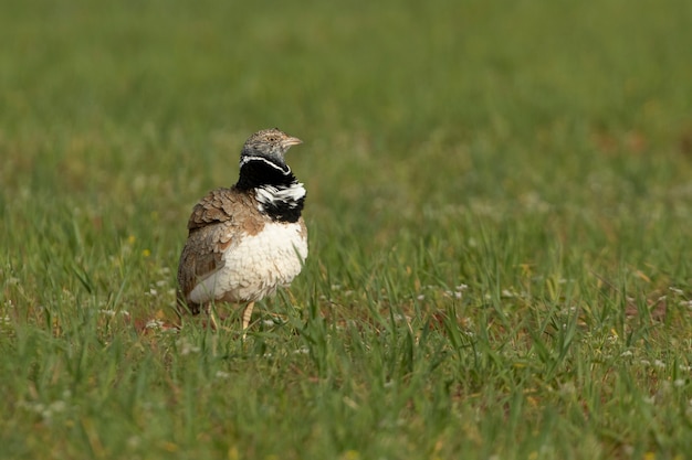 Male Little bustard performing in heat courtship by dancing and jumping in his breeding territory in a steppe in central Spain