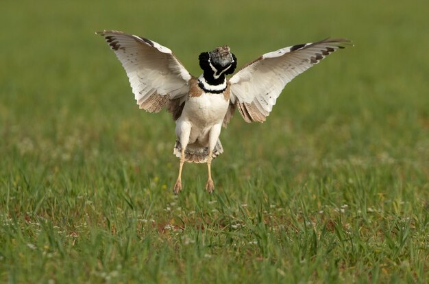 Male Little bustard performing the jumps of his nuptial procession with the first light of day in his breeding ground in spring