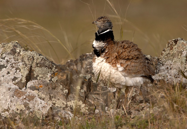 Photo male of little bustard in their mating territory,  birds, busard, tetrax tetrax