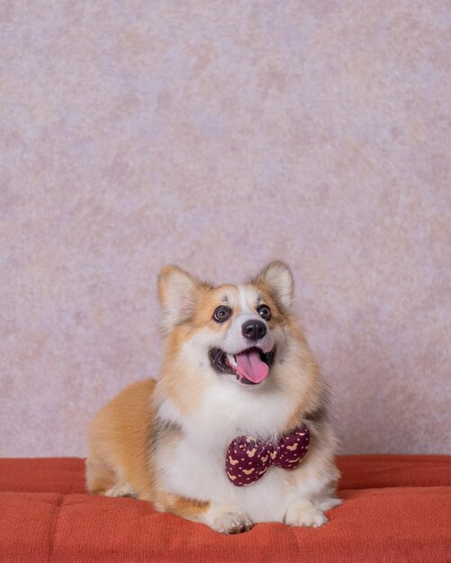 Un maschio pelo lungo pembroke welsh corgi cane photoshoot studio fotografia di animali domestici con concetto sedia rossa divano e glitter sfondo rosa