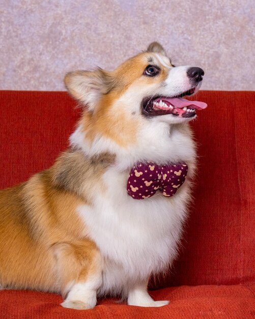 A male long hair pembroke welsh corgi dog photoshoot studio pet photography with concept red chair sofa and glitter pink background