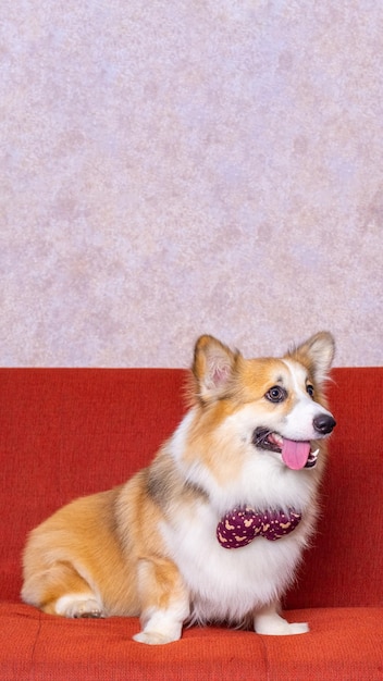 A male long hair pembroke welsh corgi dog photoshoot studio pet photography with concept red chair sofa and glitter pink background