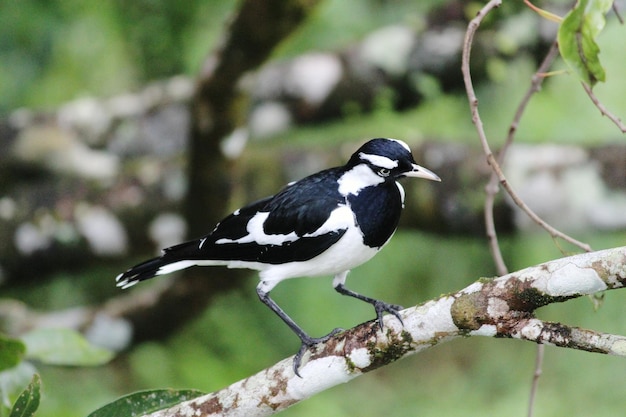 Male magpie perching on branch