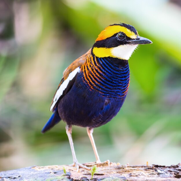 Male Malayan Banded Pitta