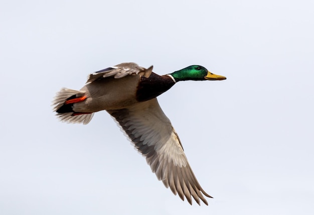 male of Mallard Duck Flying over pond