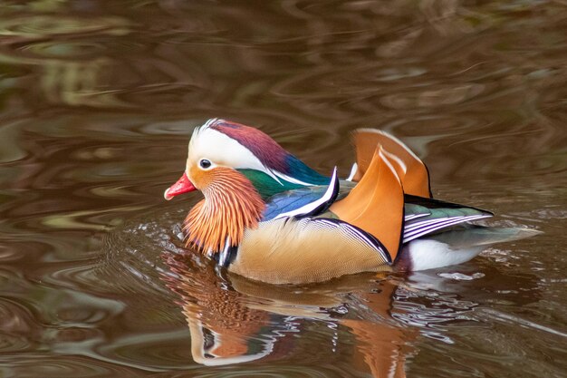 Male mandarin duck on river with reflection