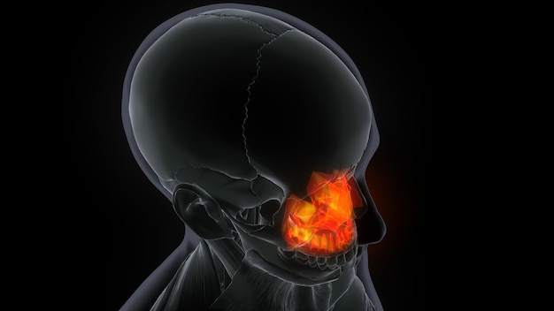 Photo male maxilla bone skull anatomy 3d illustration