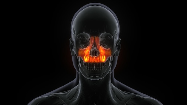 Photo male maxilla bone skull anatomy 3d illustration