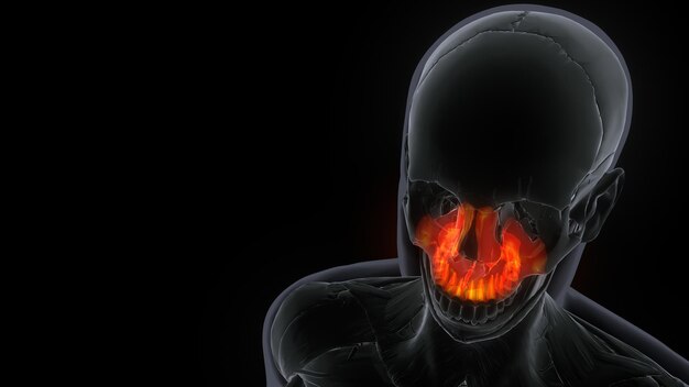 Male Maxilla Bone Skull Anatomy 3d ilustration