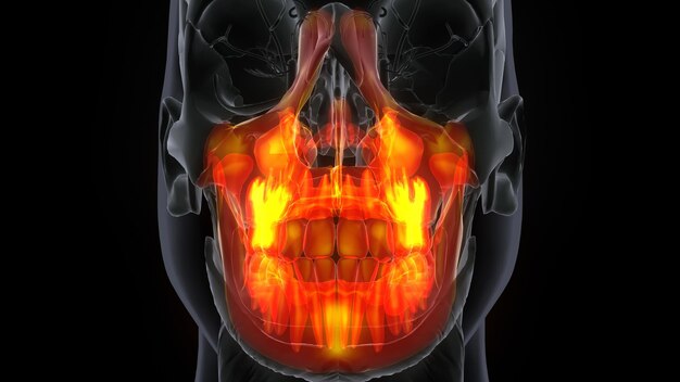 Male Maxilla Bone Skull Anatomy 3d ilustration