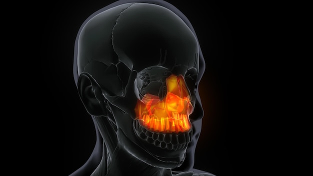 Photo male maxilla bone skull anatomy 3d ilustration