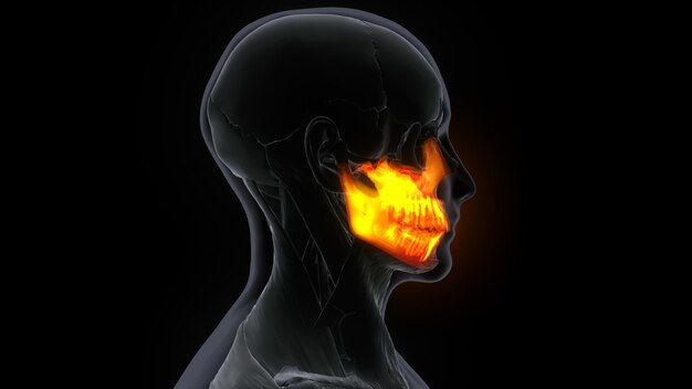 Photo male maxilla bone skull anatomy 3d ilustration