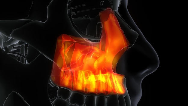 Photo male maxilla bone skull anatomy 3d ilustration