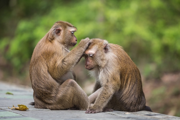 A male monkey checking for fleas and ticks in the female