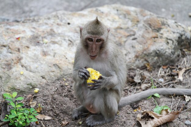 オスの猿が座って、タイの庭でトウモロコシを食べる