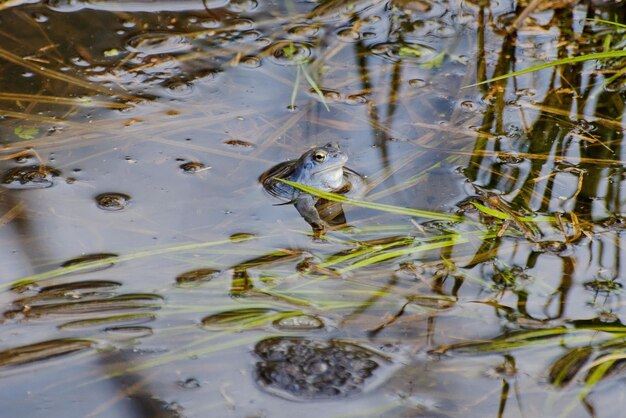 짝짓기 복장을 한 수컷 무어인 개구리 Rana arvalis는 러시아 모스크바 지역에서 물을 바라보고 있습니다.