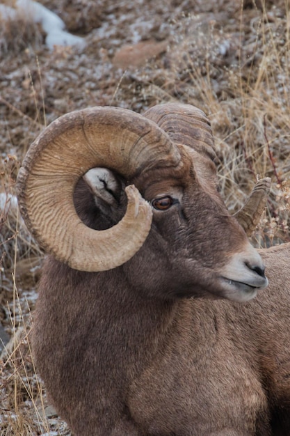 Photo male mountain sheep with full curl horns in yellowstone national park