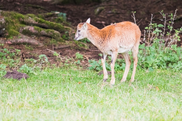 Photo male muflon in the forest