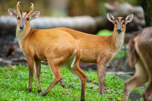 Male Muntjacs, also known as barking deer and Mastreani deer