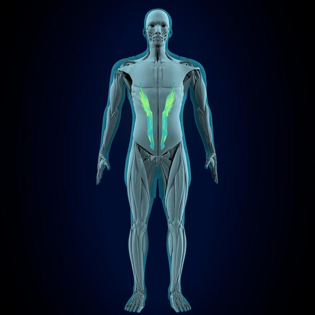 Мужская анатомия мышц 3D render