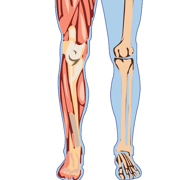 Male Muscle Anatomy For medical concept 3D Illustration