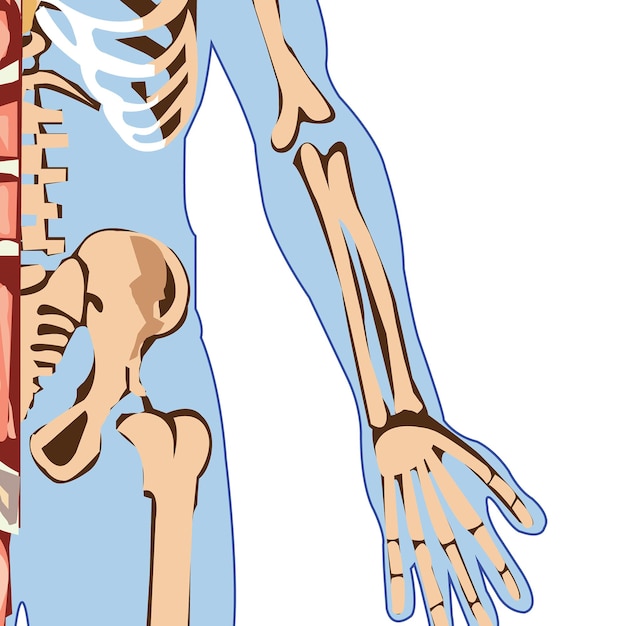 Male Muscle Anatomy For medical concept 3D Illustration