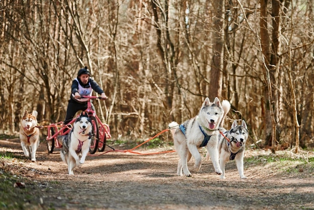 Male musher rides on three wheeled cart with four Siberian Husky sled dogs in harness on forest