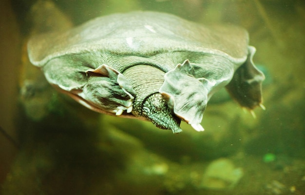 Foto maschio di tartaruga muschiata che nuota sott'acqua