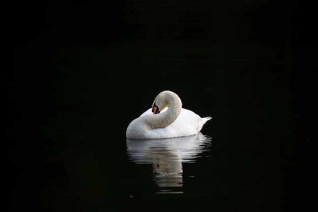 Male mute swan down at the lake