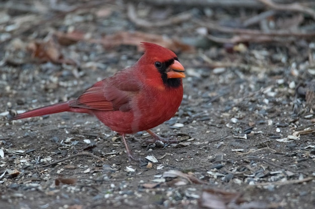 Photo male northern cardinal