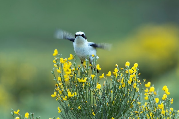 Male Northern wheatear with the first light of dawn on his favorite perches in his territory