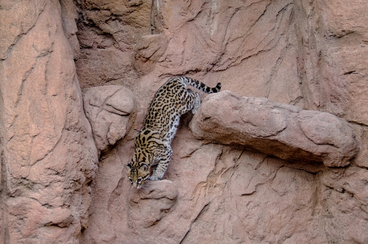 Photo male ocelot climbing down the side of a cliff