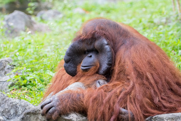 Male orange orangutan