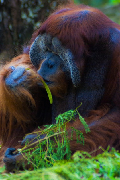 オスのオランウータンが森の中に座っています。