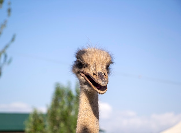 The male ostrich is thinking about something