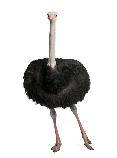 Photo male ostrich - struthio camelus on a white isolated