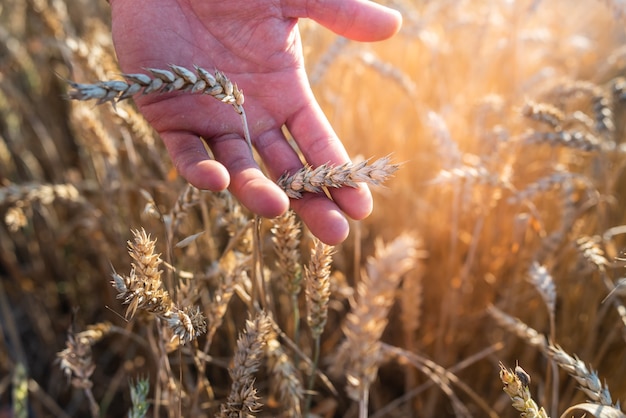 金色の小麦の耳を持つ男性の手のひらがクローズアップします。収穫のコンセプトを集める