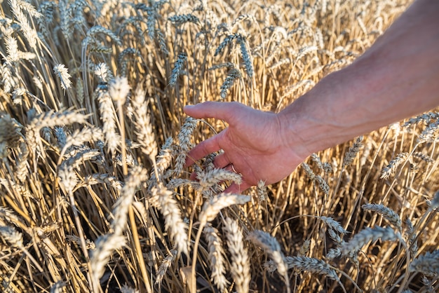 Photo male palm with golden wheat ears close up. gathering harvest concept