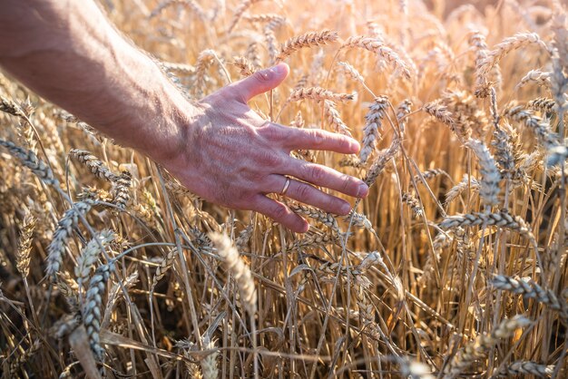 Palma maschio con spighe di grano dorato da vicino. raccolta del concetto di raccolto