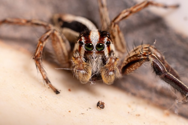 Plexippus paykulli 종의 수컷 Pantropical Jumping Spider