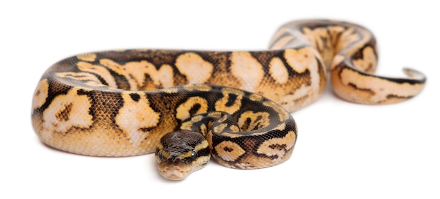 Male Pastel calico Python Royal Python, Ball Python-Python 파스텔