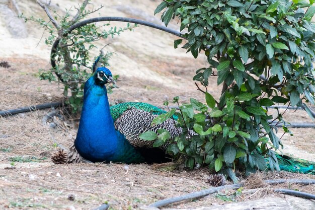 Male peacock in a field